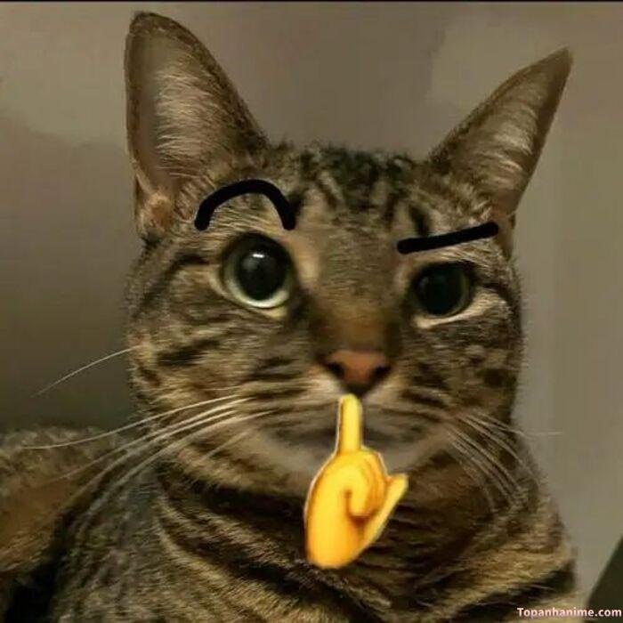 meme suỵt style meme