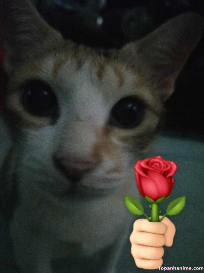 meme tặng hoa bạn thân