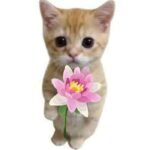 meme tặng hoa cho người thương