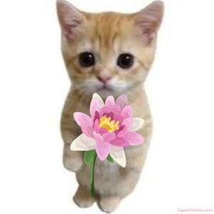 meme tặng hoa cho người thương