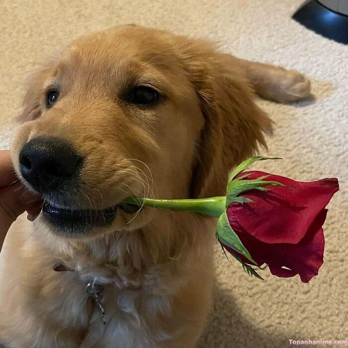 meme tặng hoa cún tặng