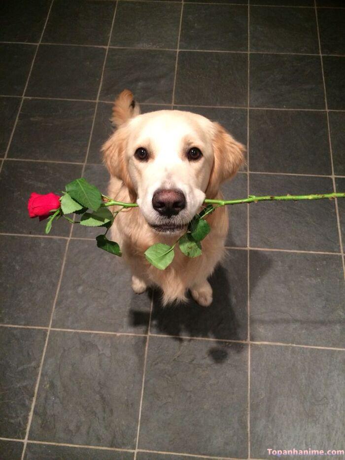 meme tặng hoa cún