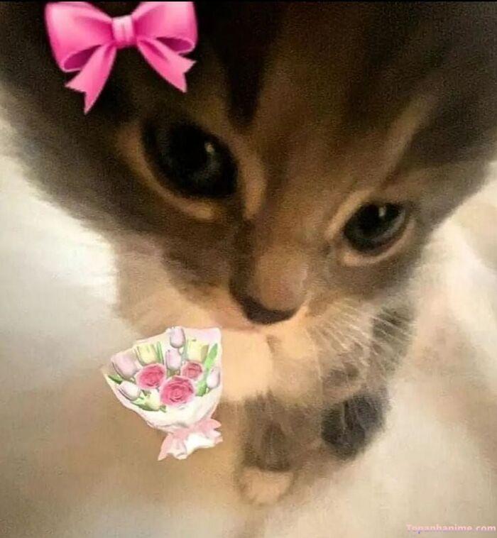 meme tặng hoa cuti