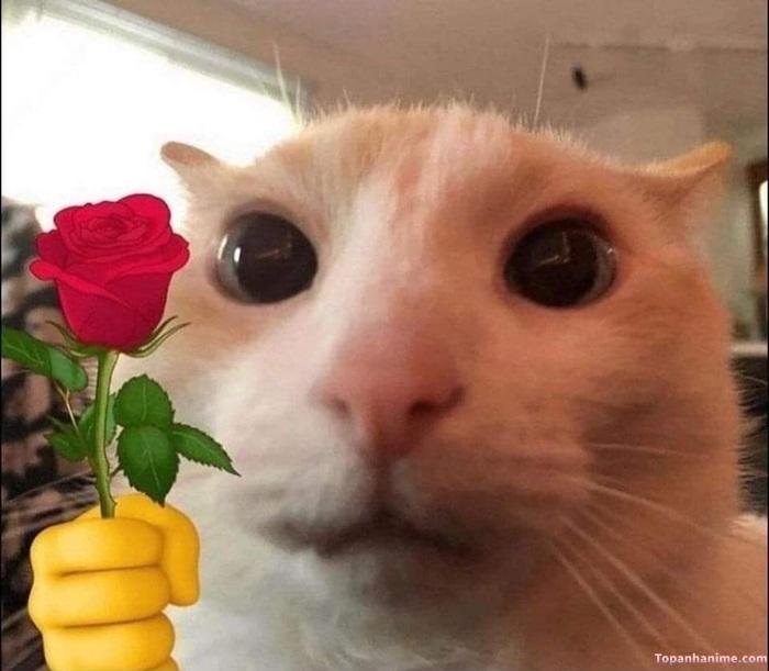 meme tặng hoa hồng