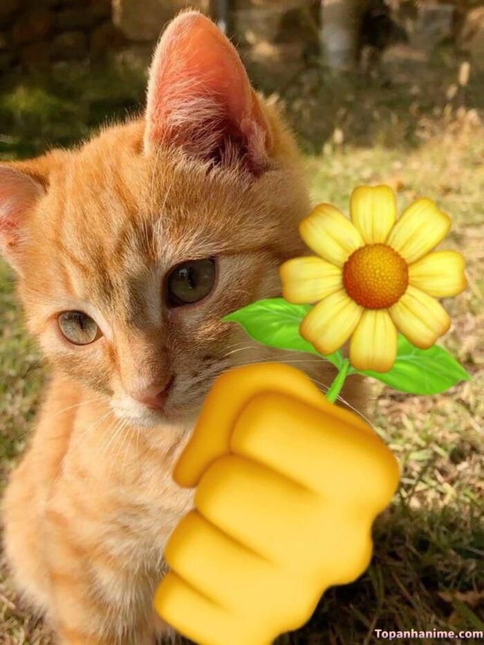 meme tặng hoa icon