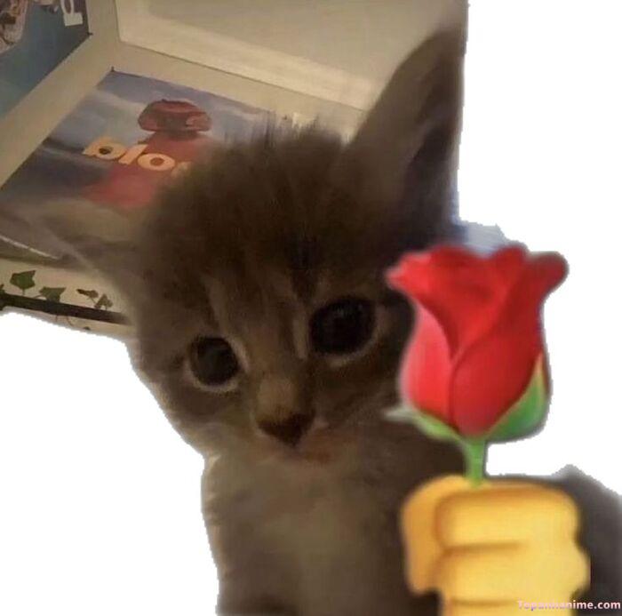 meme tặng hoa kiểu ngại ngùng