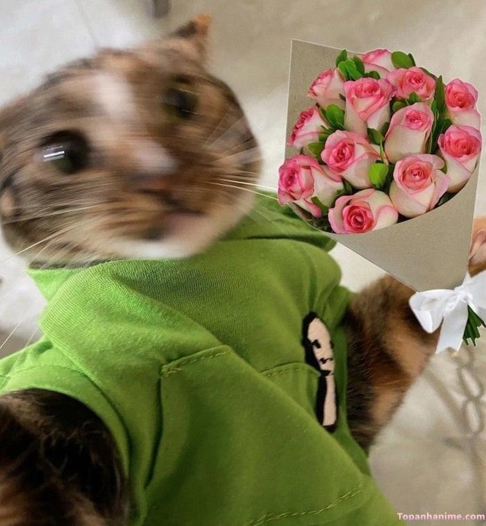 meme tặng hoa mèo