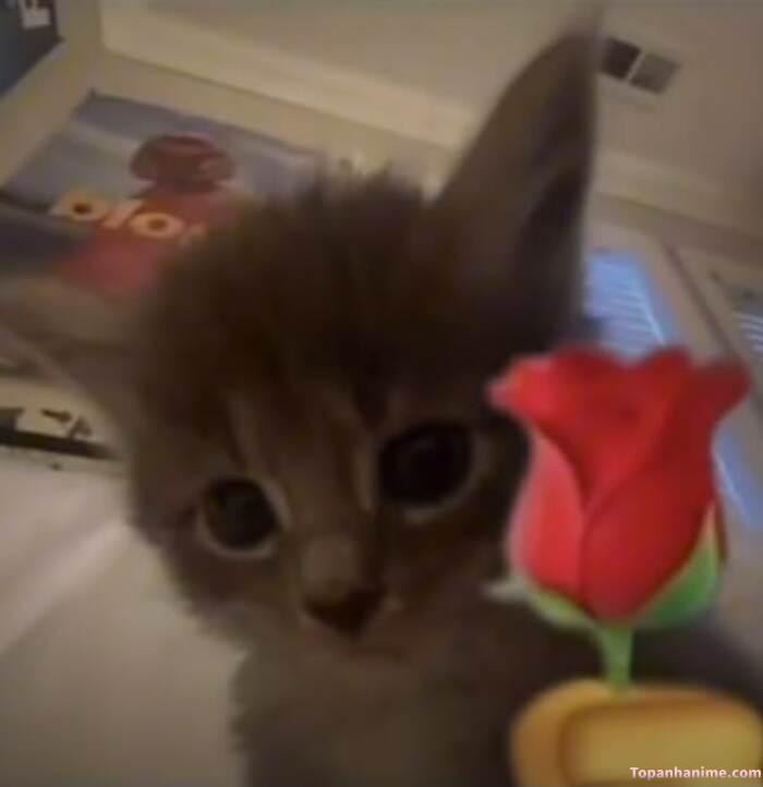 meme tặng hoa nhìn dễ thương