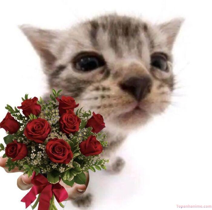 meme tặng hoa vibe lãng mạn