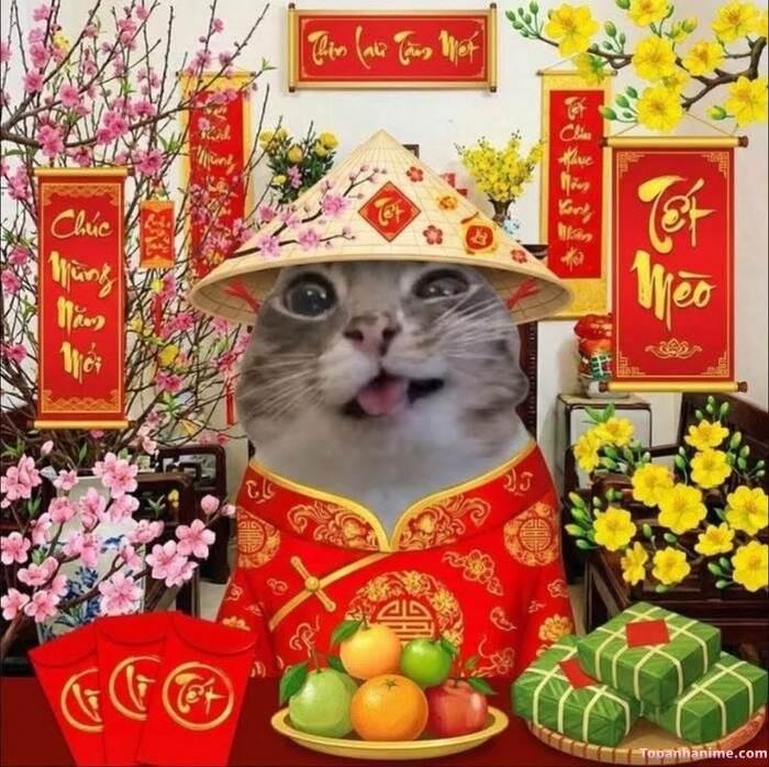 meme tết ăn bánh chưng