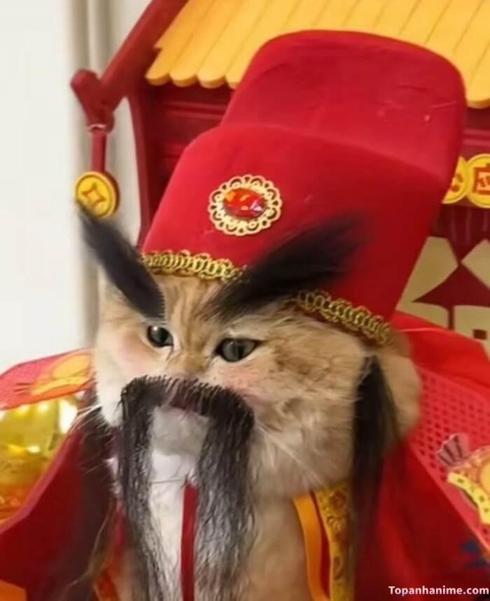 meme tết mèo buồn