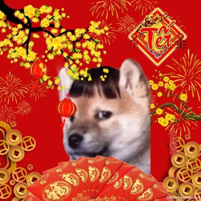 meme tết nhìn mắc cười