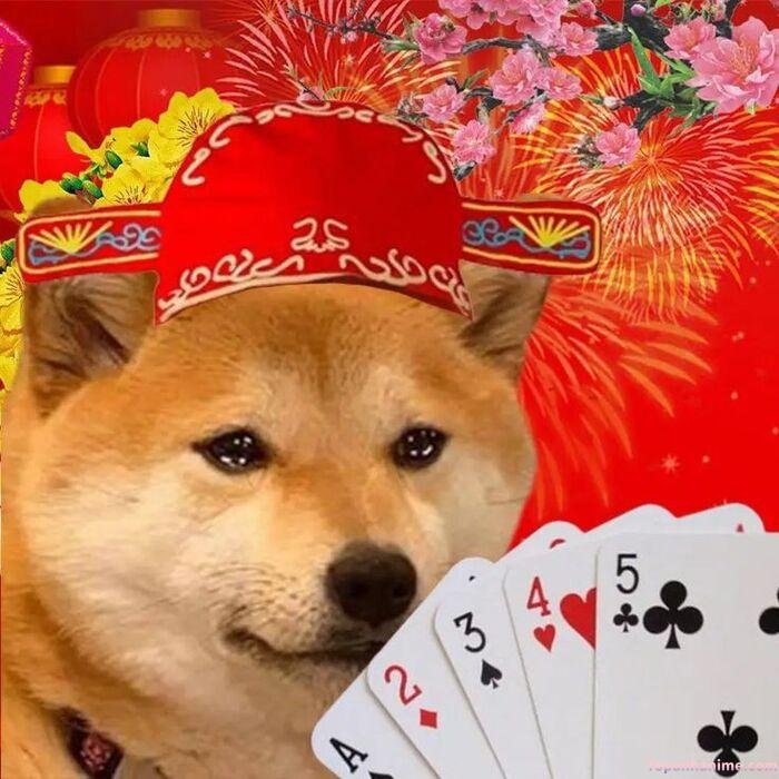 meme tết nhưng áp lực chó
