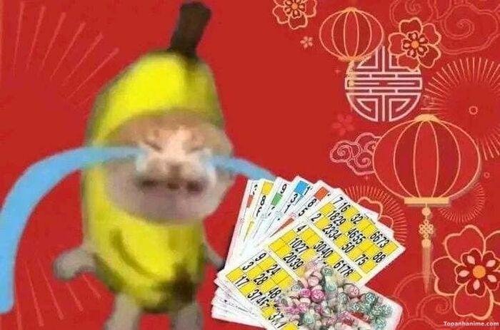 meme tết nhưng áp lực mèo khóc