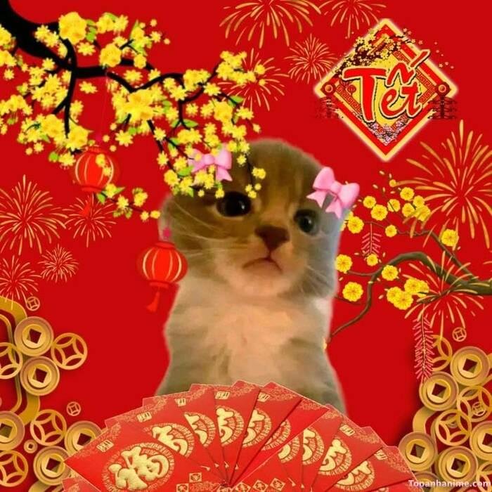 meme tết nhưng cạn lời
