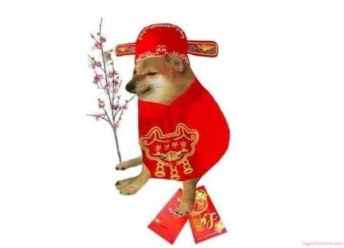 meme tết shiba cute
