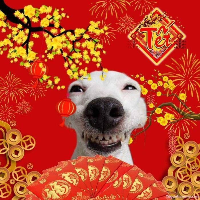 meme tết style meme