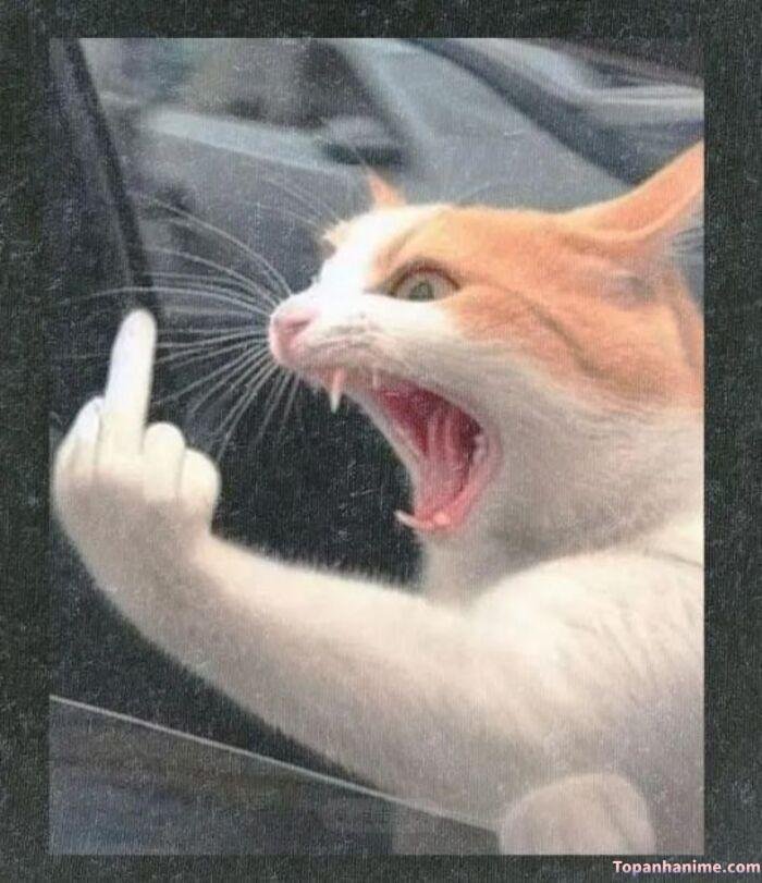 ngón giữa meme khi bị cà khịa