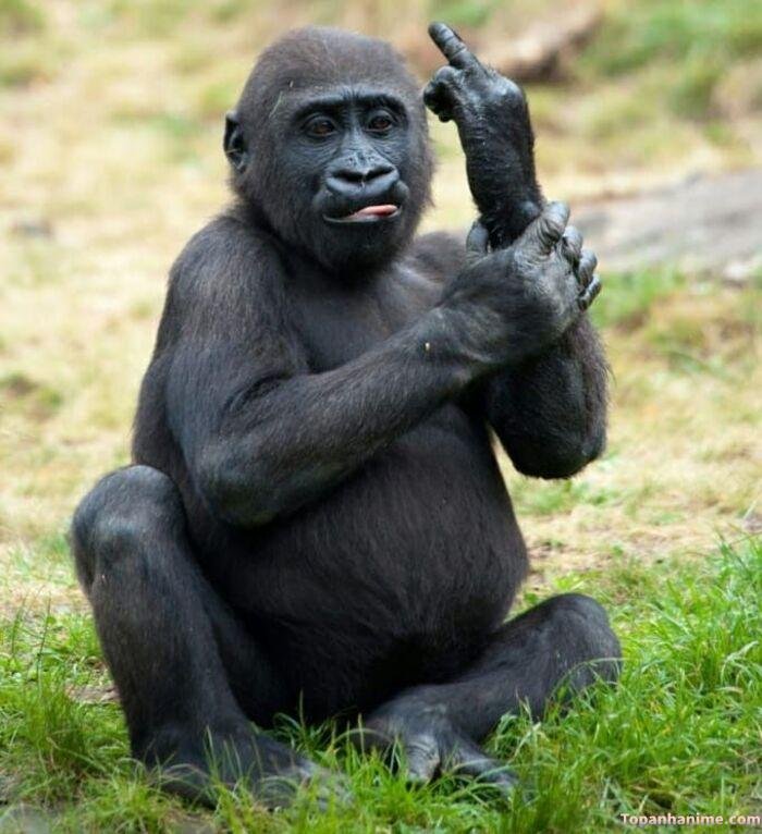 ngón giữa meme nhìn là cọc