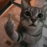 ngón giữa meme nhìn là hiểu