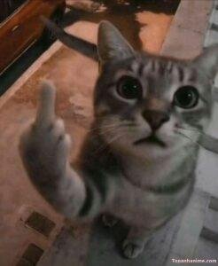 ngón giữa meme nhìn là hiểu