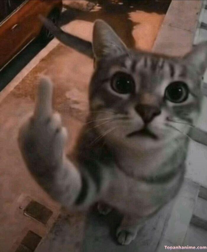 ngón giữa meme nhìn là hiểu
