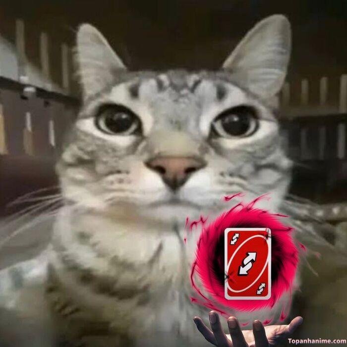 uno meme mèo chế