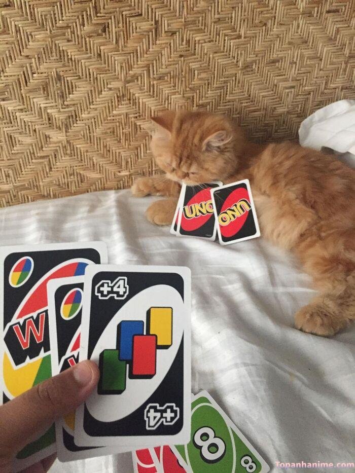 uno meme mèo xinh