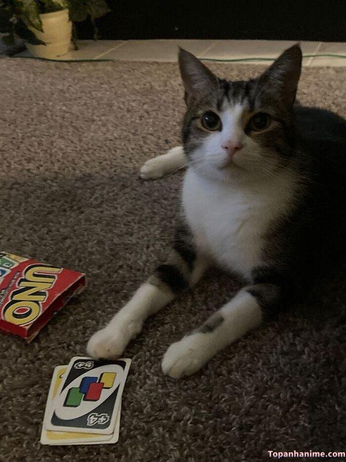 uno meme mèo