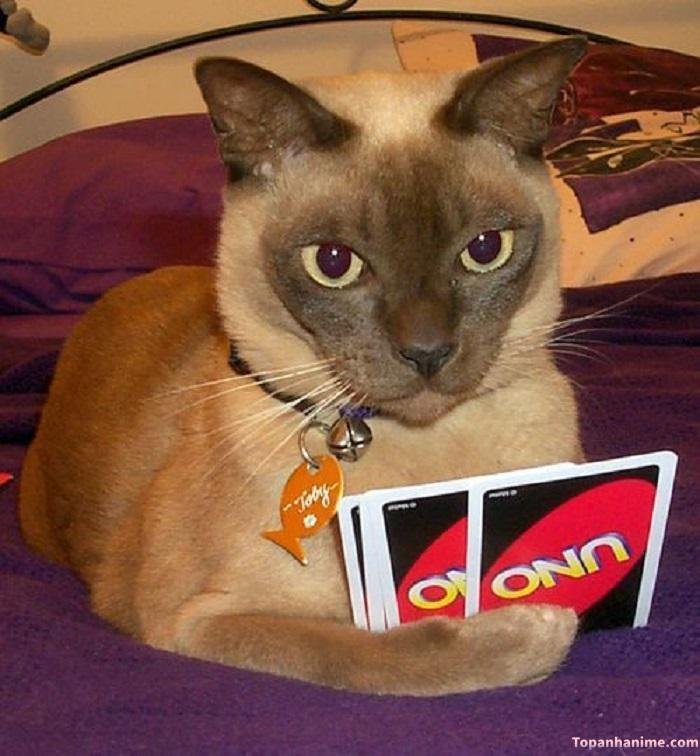 uno meme phản dame cực mạnh