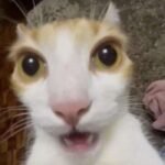 wow meme bất ngờ nhẹ