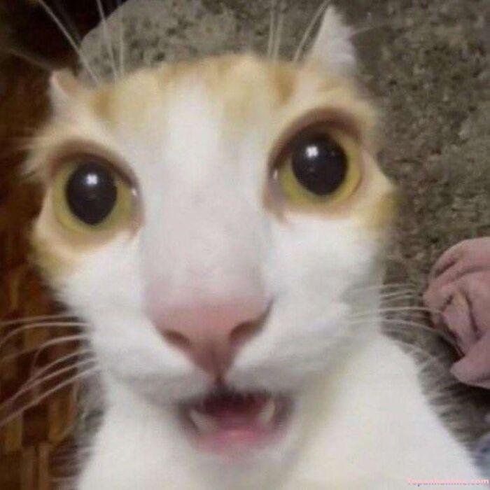 wow meme bất ngờ nhẹ