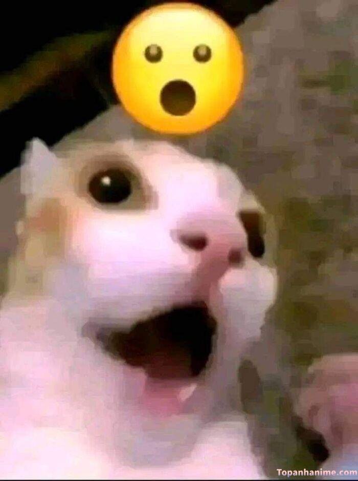 wow meme mèo hài