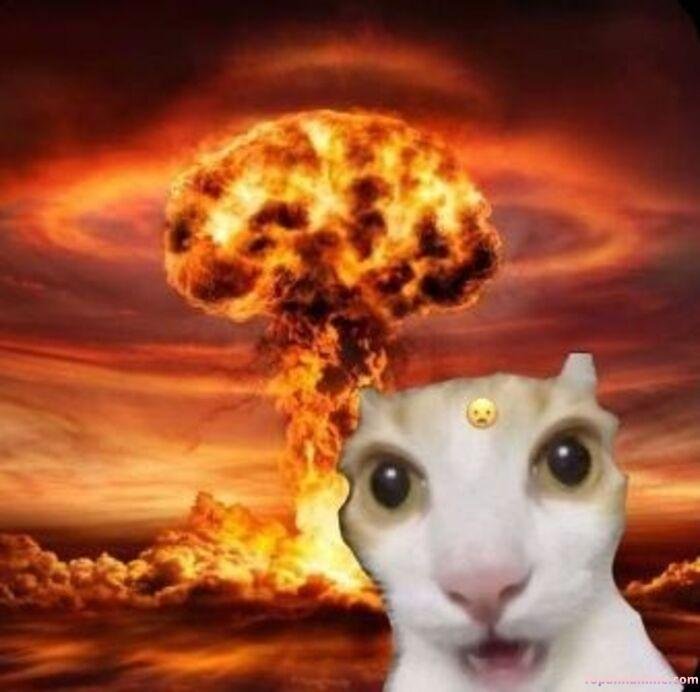 wow meme mèo