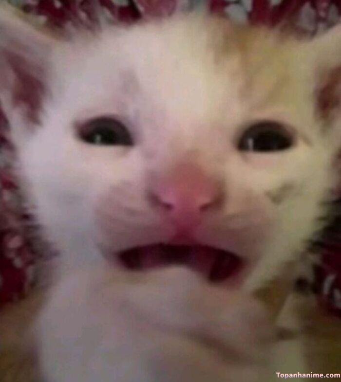 wow meme nhìn đơ toàn tập