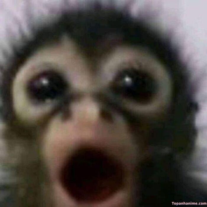 wow meme vibe bất ngờ hài bựa