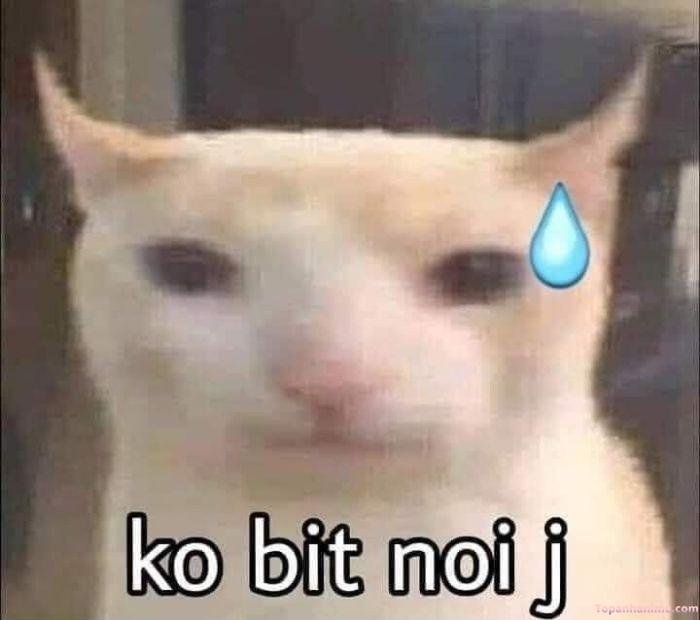 ai biết gì đâu meme cat