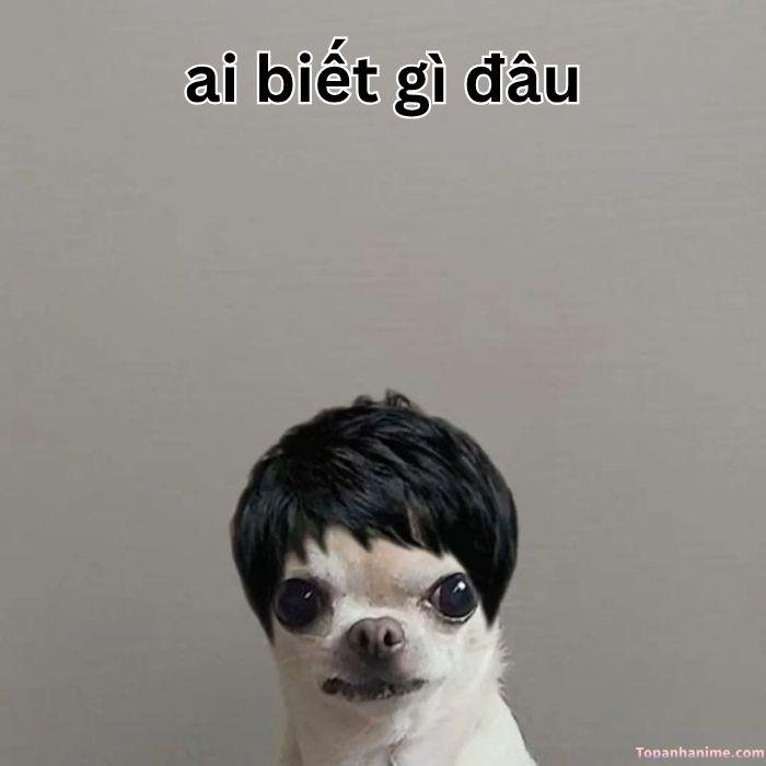 ai biết gì đâu meme chó chế