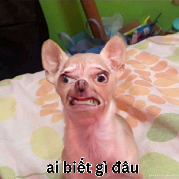 ai biết gì đâu meme chó