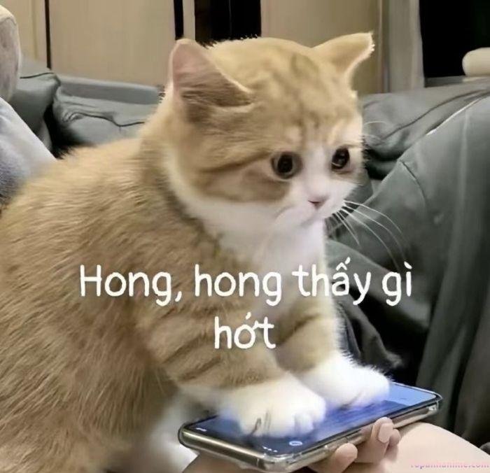ai biết gì đâu meme con mèo