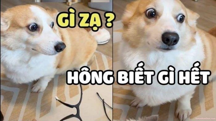 ai biết gì đâu meme cún