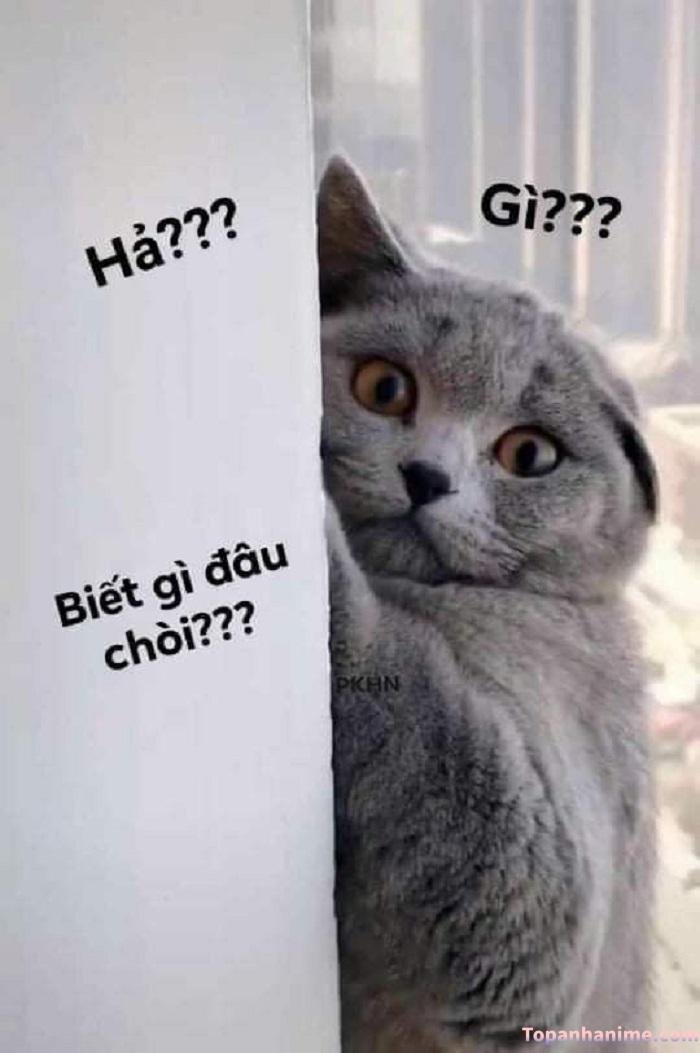 ai biết gì đâu meme mèo hài