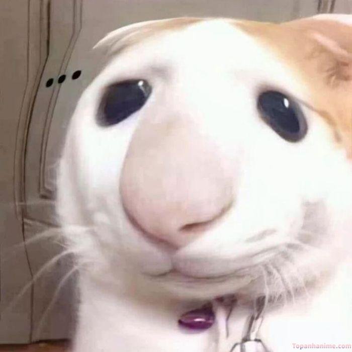 ai biết gì đâu meme mèo hot