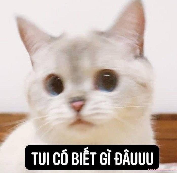 ai biết gì đâu meme mèo xinh
