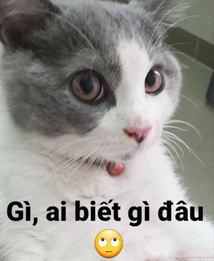 ai biết gì đâu meme mèo