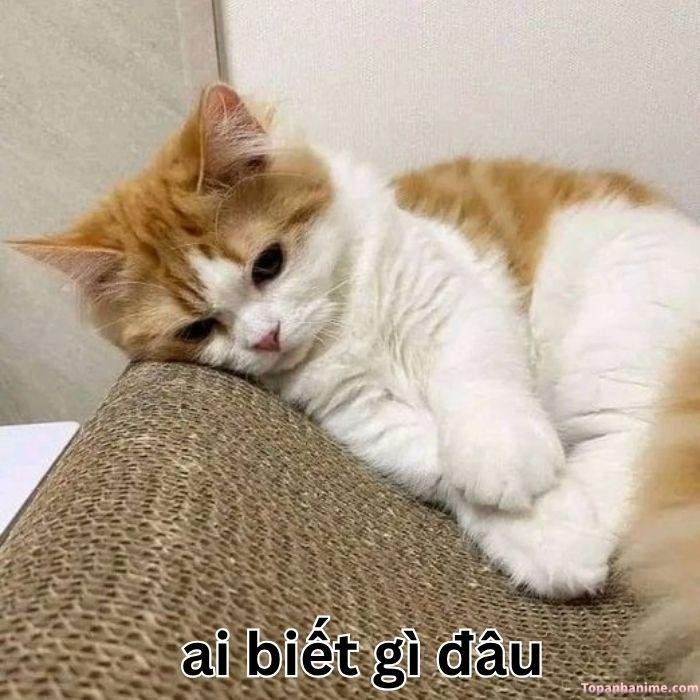 ai biết gì đâu meme sen