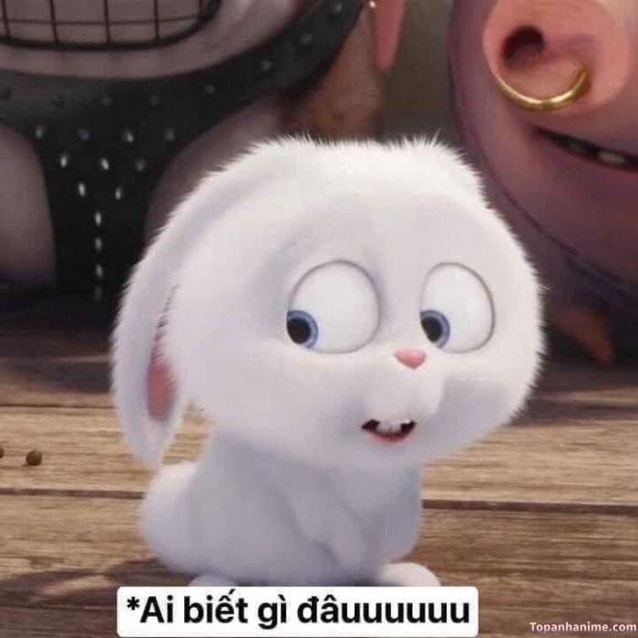 ai biết gì đâu meme thỏ hài
