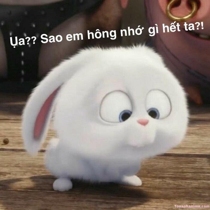 ai biết gì đâu meme thỏ