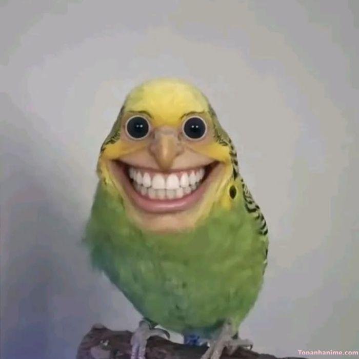 ảnh hehe meme ghép hình