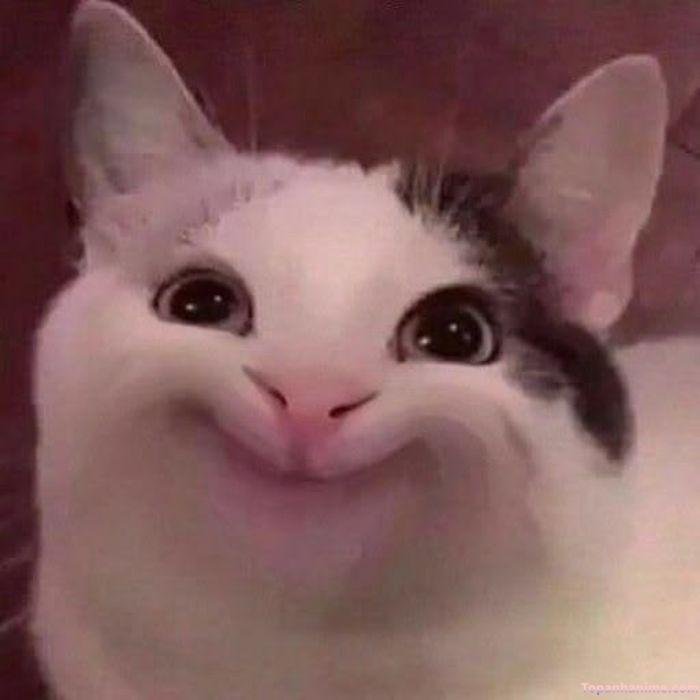 ảnh hehe meme mèo bựa